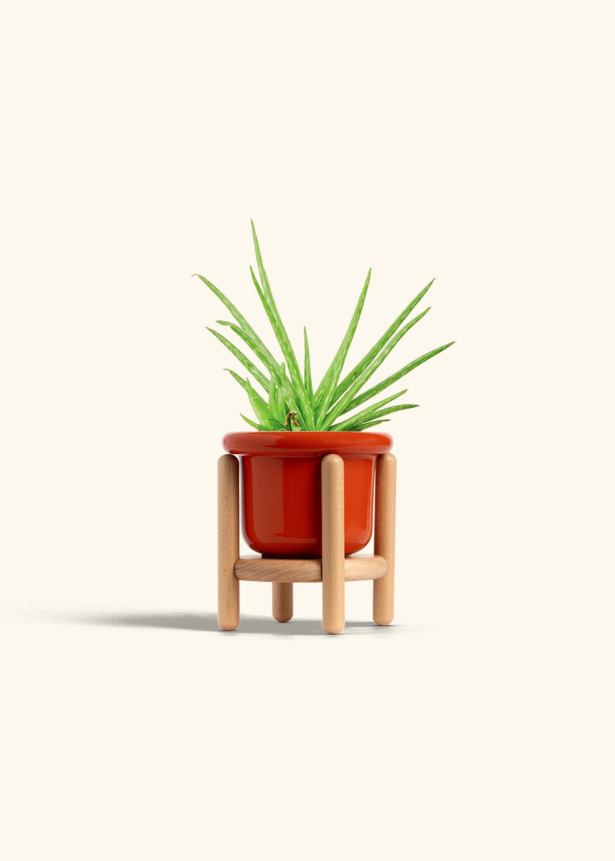 Aloe Vera in a 4 inches Fat Lip Red Planter in a Beech Wood Stand