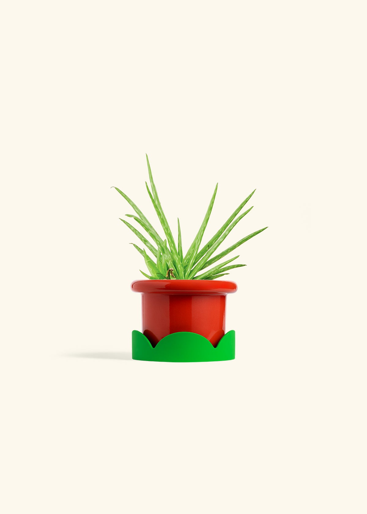 Aloe Vera in a 4 inches Fat Lip Red Planter in a Shamrock Petal Drip Tray