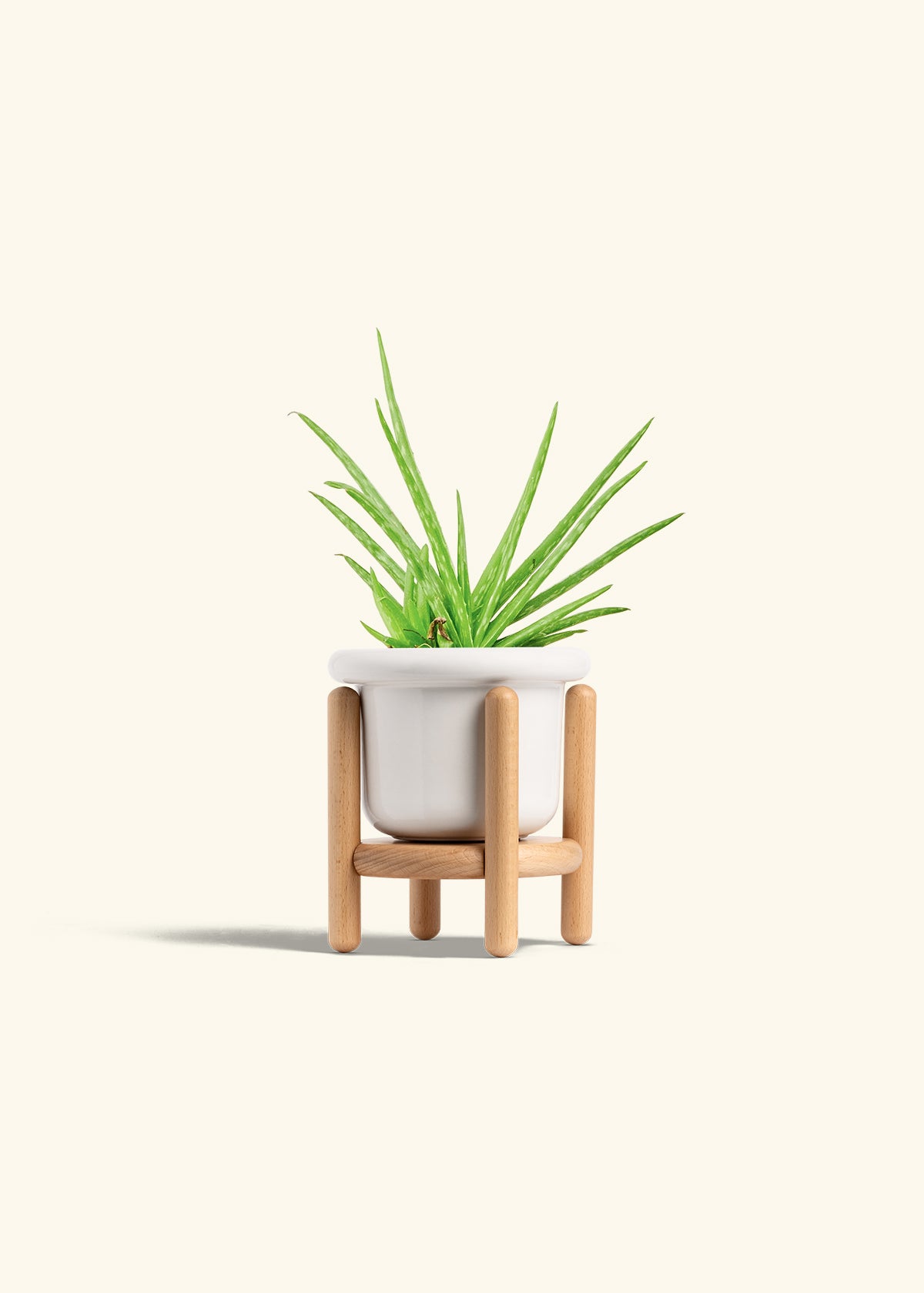 Aloe Vera in a 4 inches Fat Lip White Planter in a Beech Wood Stand