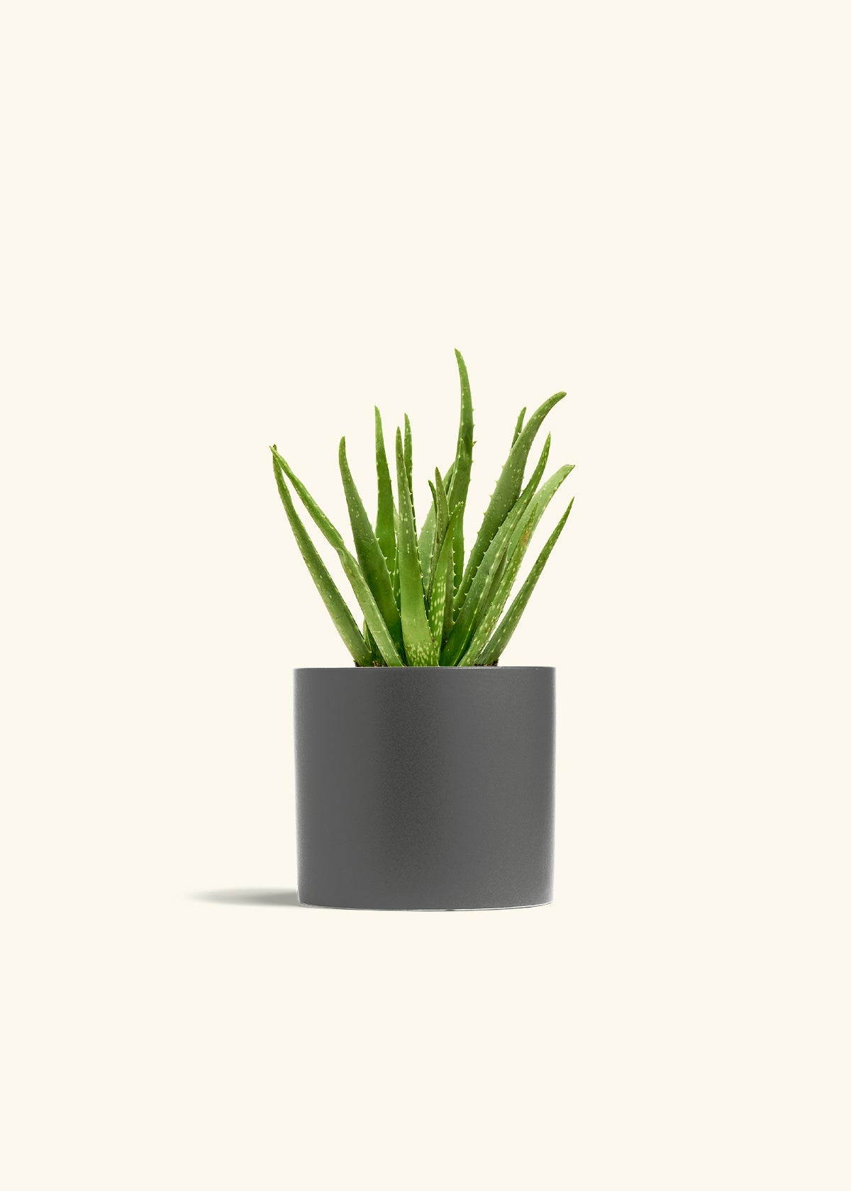Aloe Vera in a 6 inches Charcoal Classic Cylinder Planter