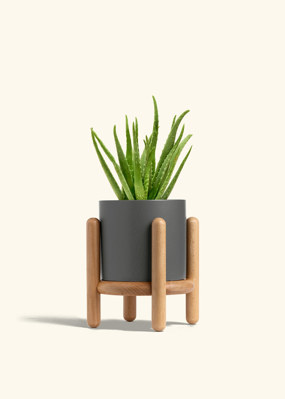Aloe Vera in a 6 inches Charcoal Classic Cylinder Planter in a Oat Petal Drip Tray