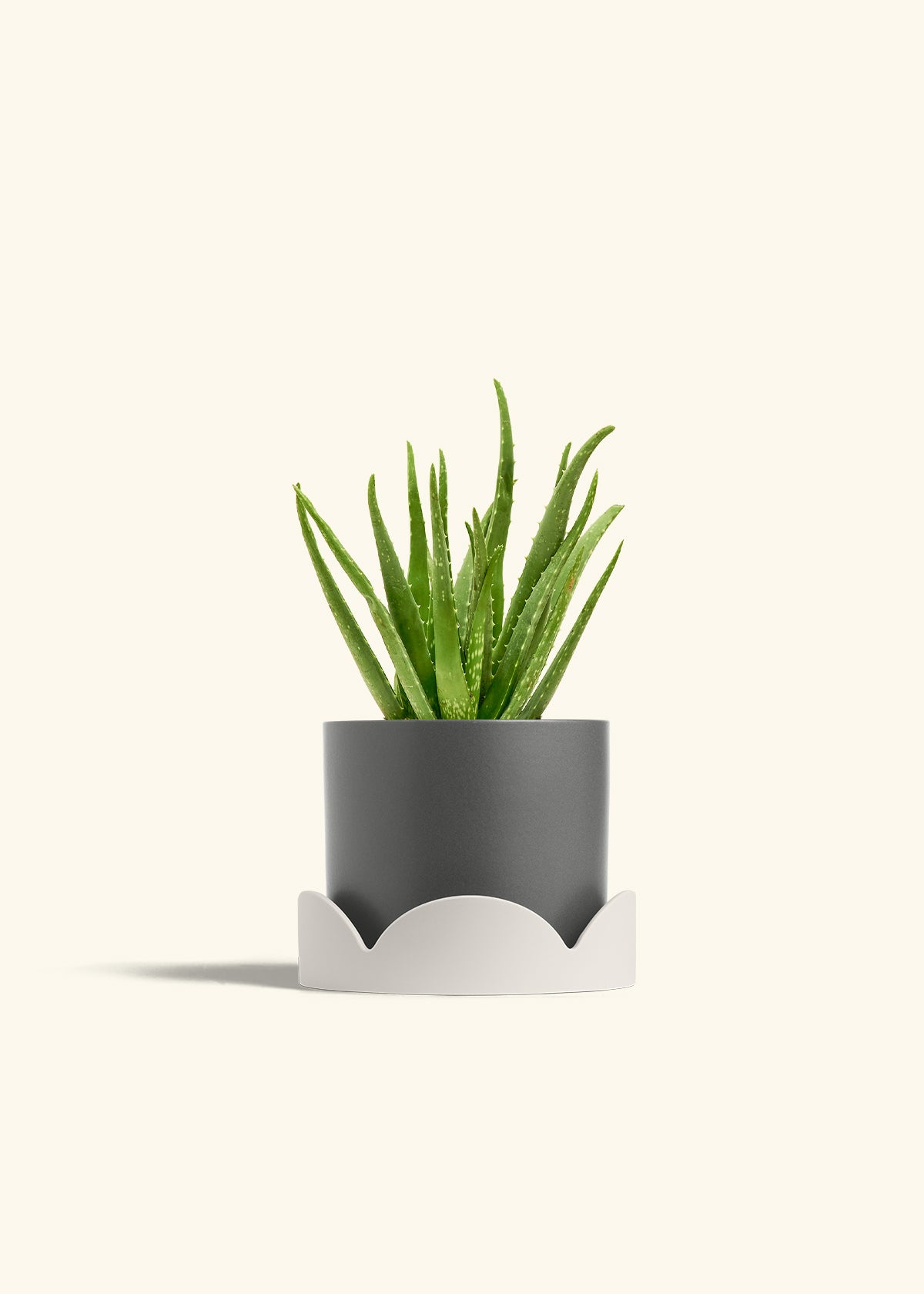Aloe Vera in a 6 inches Charcoal Classic Cylinder Planter in a Beech Wood Stand