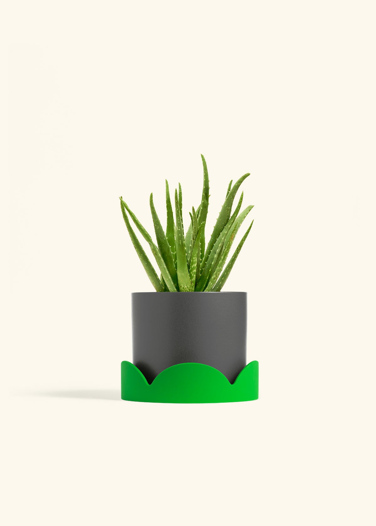 Aloe Vera in a 6 inches Charcoal Classic Cylinder Planter in a Shamrock Petal Drip Tray