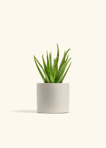 Aloe Vera in a 6 inches Oat Classic Cylinder Planter 
