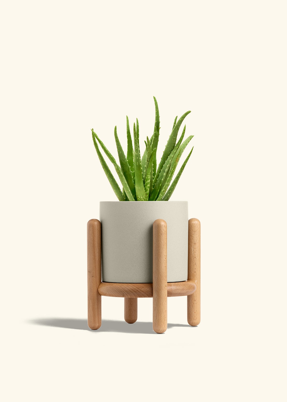 Aloe Vera in a 6 inches Oat Classic Cylinder Planter in a Beech Wood Stand