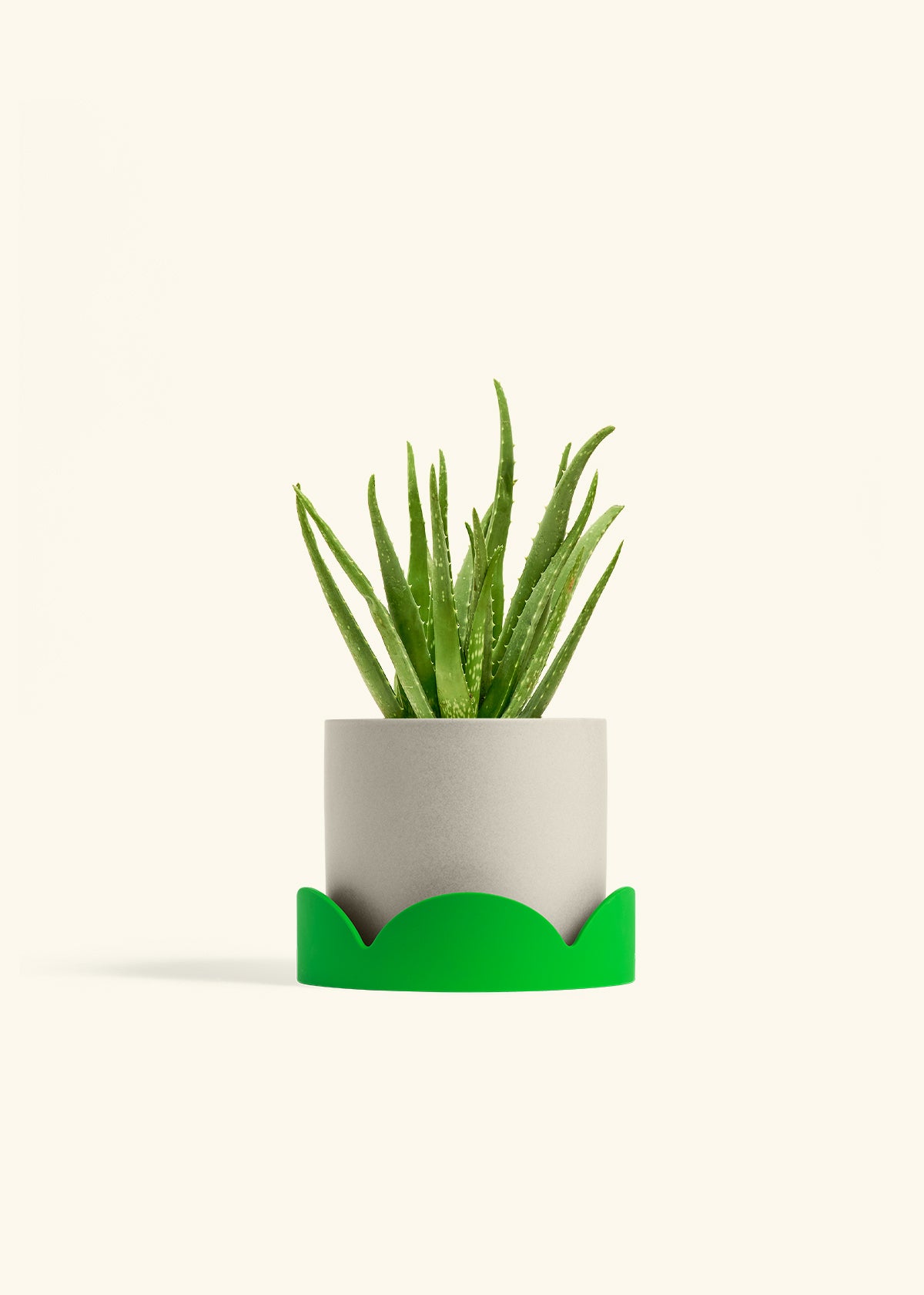 Aloe Vera in a 6 inches Oat Classic Cylinder Planter in a Shamrock Petal Drip Tray