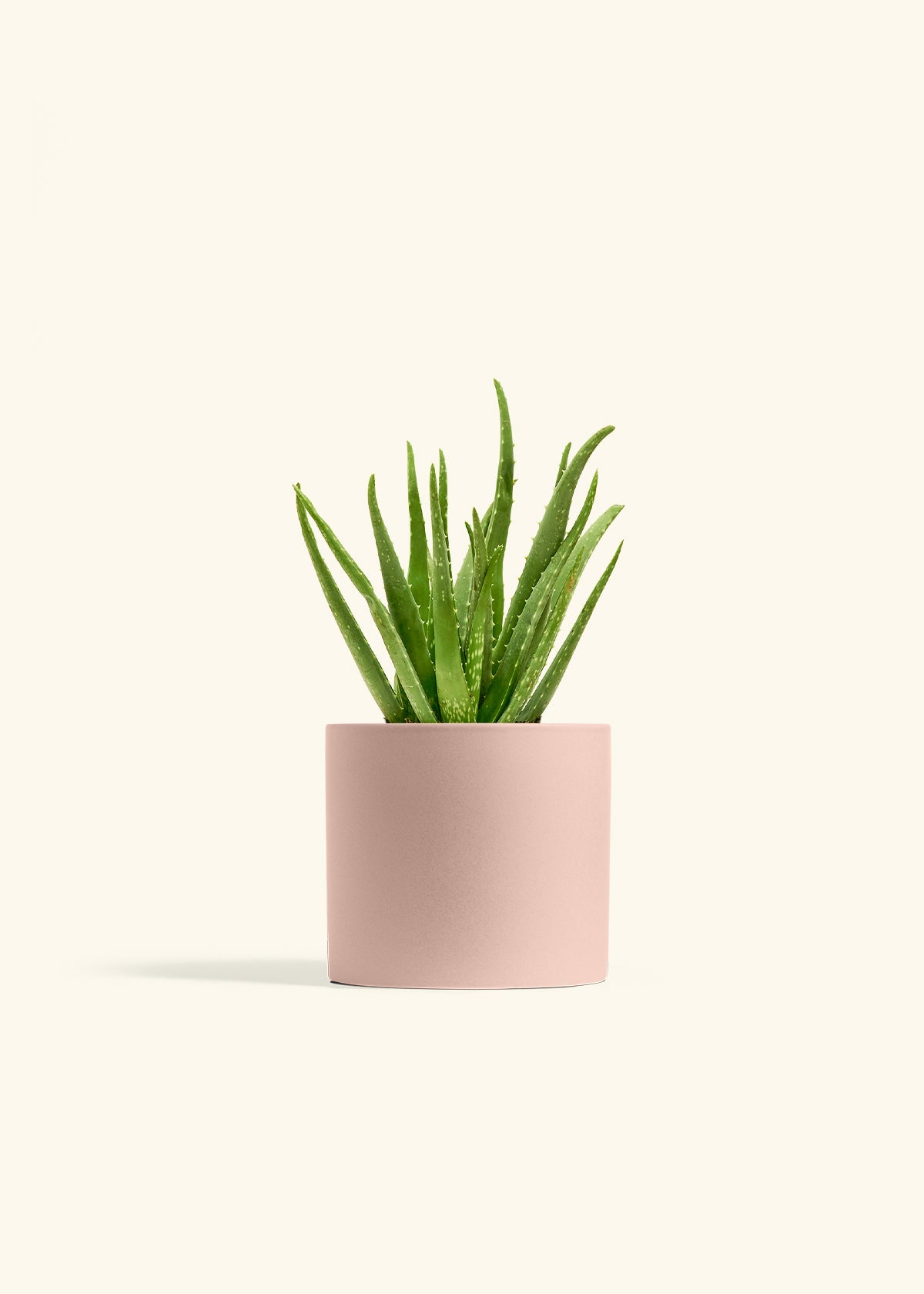 Aloe Vera in a 6 inches Pink Classic Cylinder Planter 