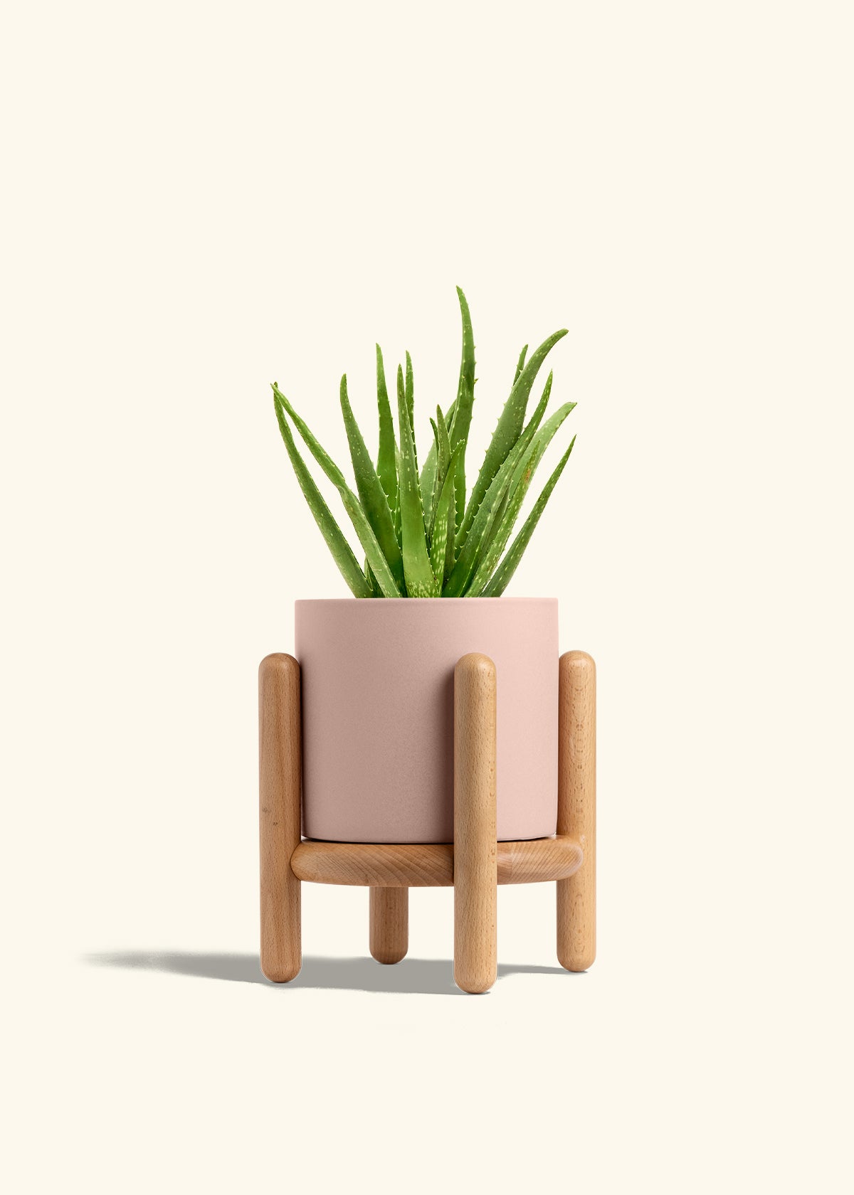 Aloe Vera in a 6 inches Pink Classic Cylinder Planter in a Beech Wood Stand