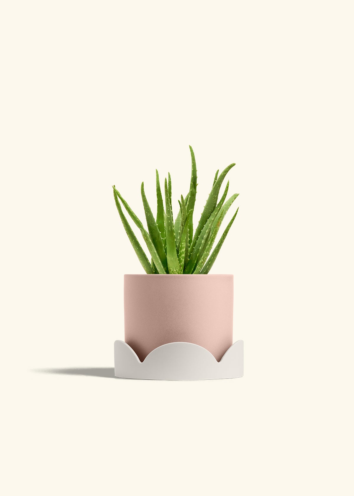 Aloe Vera in a 6 inches Pink Classic Cylinder Planter in a Oat Petal Drip Tray