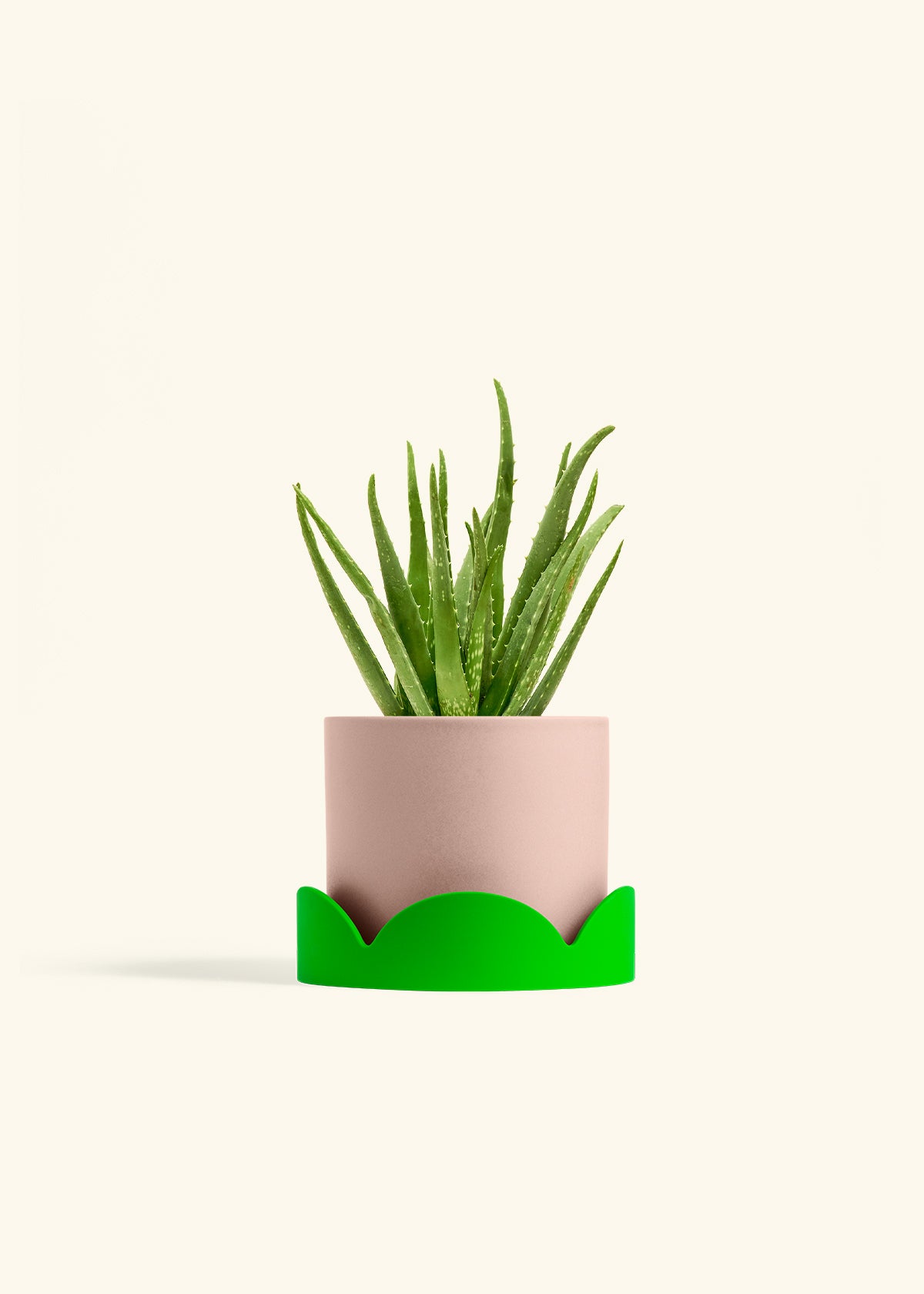Aloe Vera in a 6 inches Pink Classic Cylinder Planter in a Shamrock Petal Drip Tray