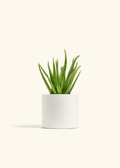 Aloe Vera in a 6 inches White Classic Cylinder Planter 