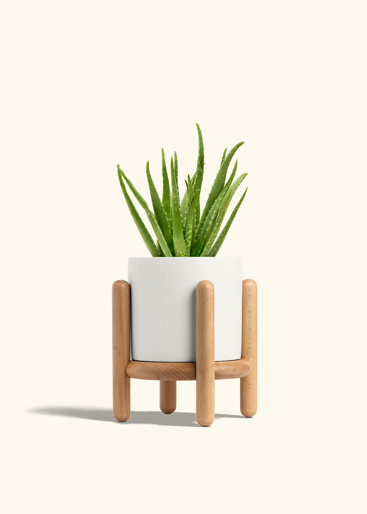 Aloe Vera in a 6 inches White Classic Cylinder Planter in a Beech Wood Stand
