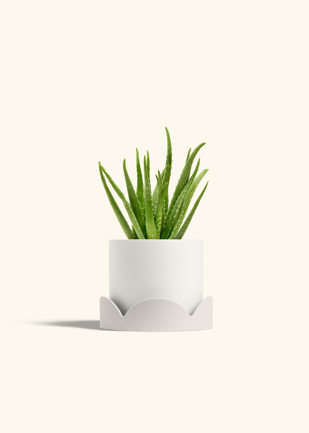 Aloe Vera in a 6 inches White Classic Cylinder Planter in a Oat Petal Drip Tray