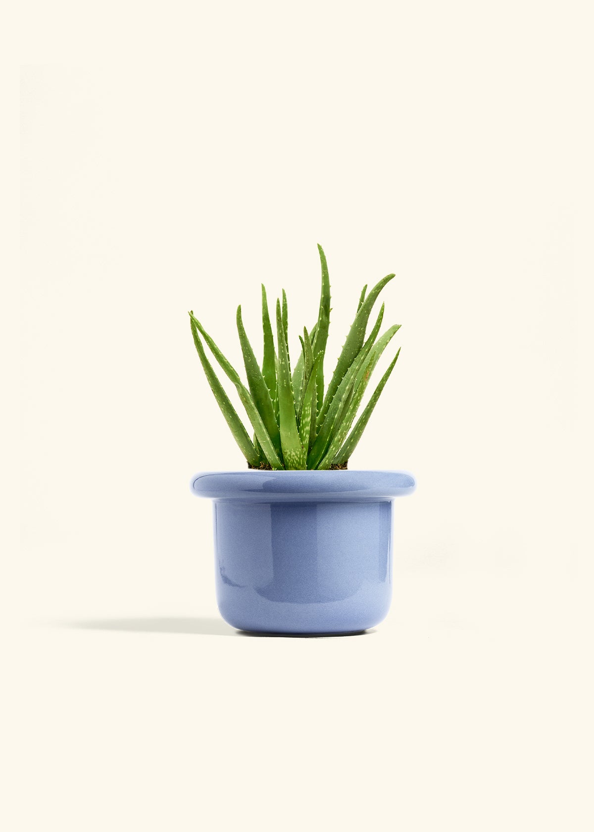 Aloe Vera in a 6 inches Fat Lip Blue Planter
