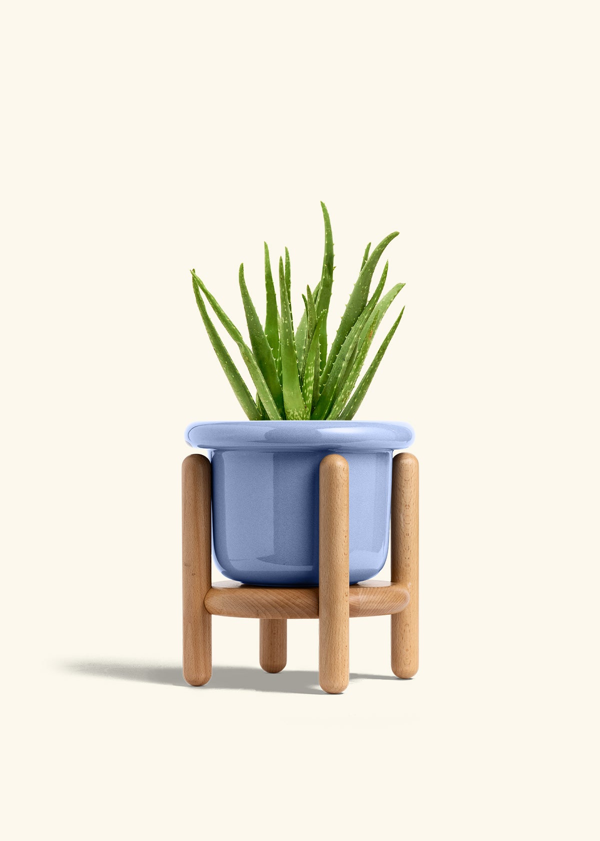 Aloe Vera in a 6 inches Fat Lip Blue Planter in a Beech Wood Stand