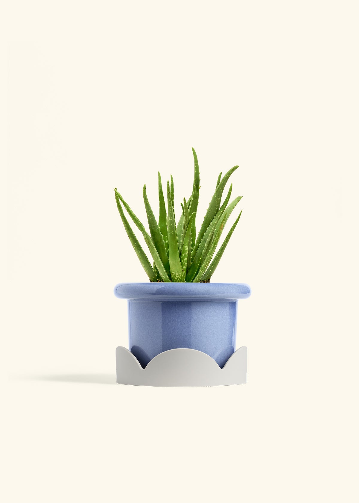 Aloe Vera in a 6 inches Fat Lip Blue Planter in a Oat Petal Drip Tray