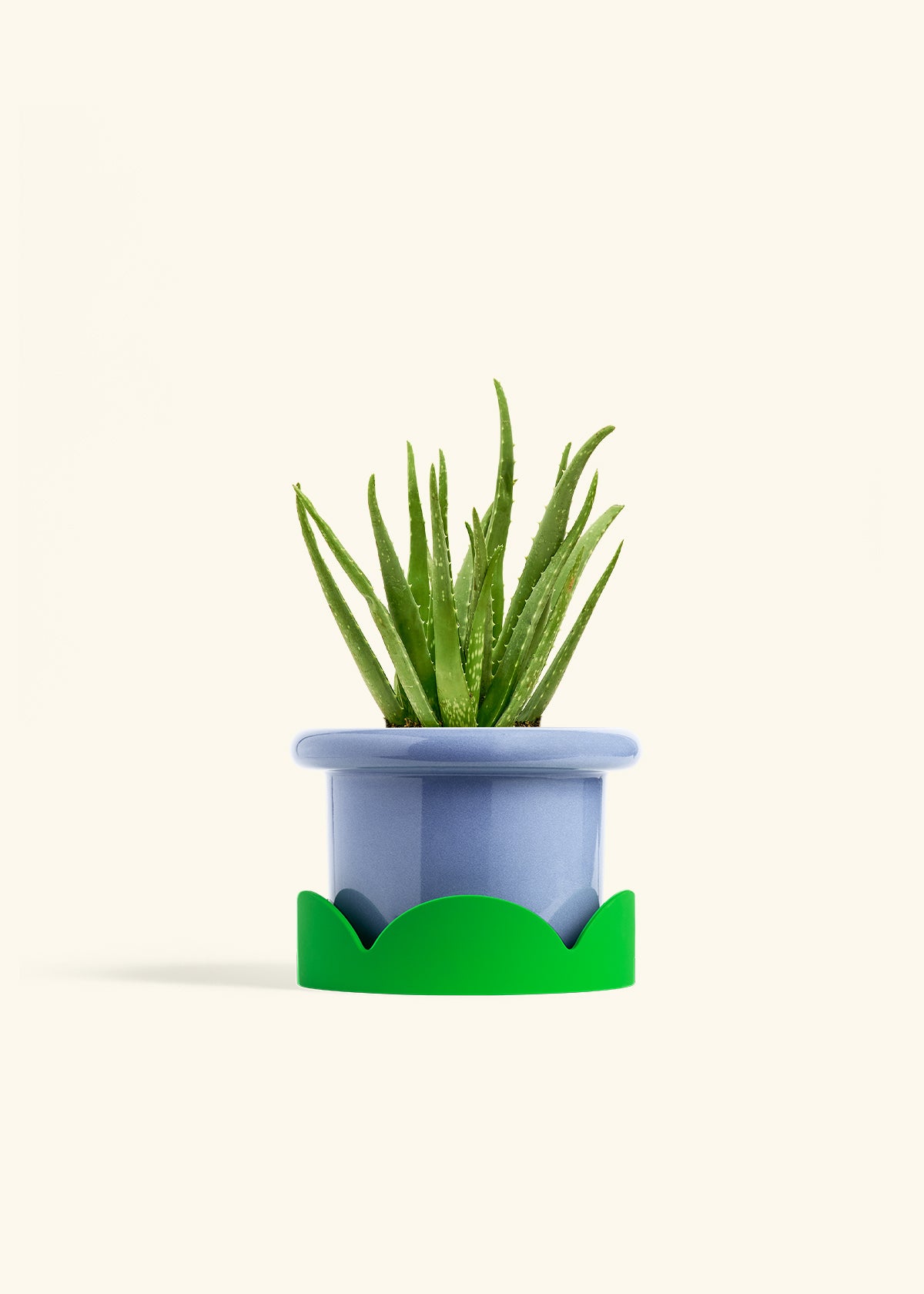 Aloe Vera in a 6 inches Fat Lip Blue Planter in a Shamrock Petal Drip Tray