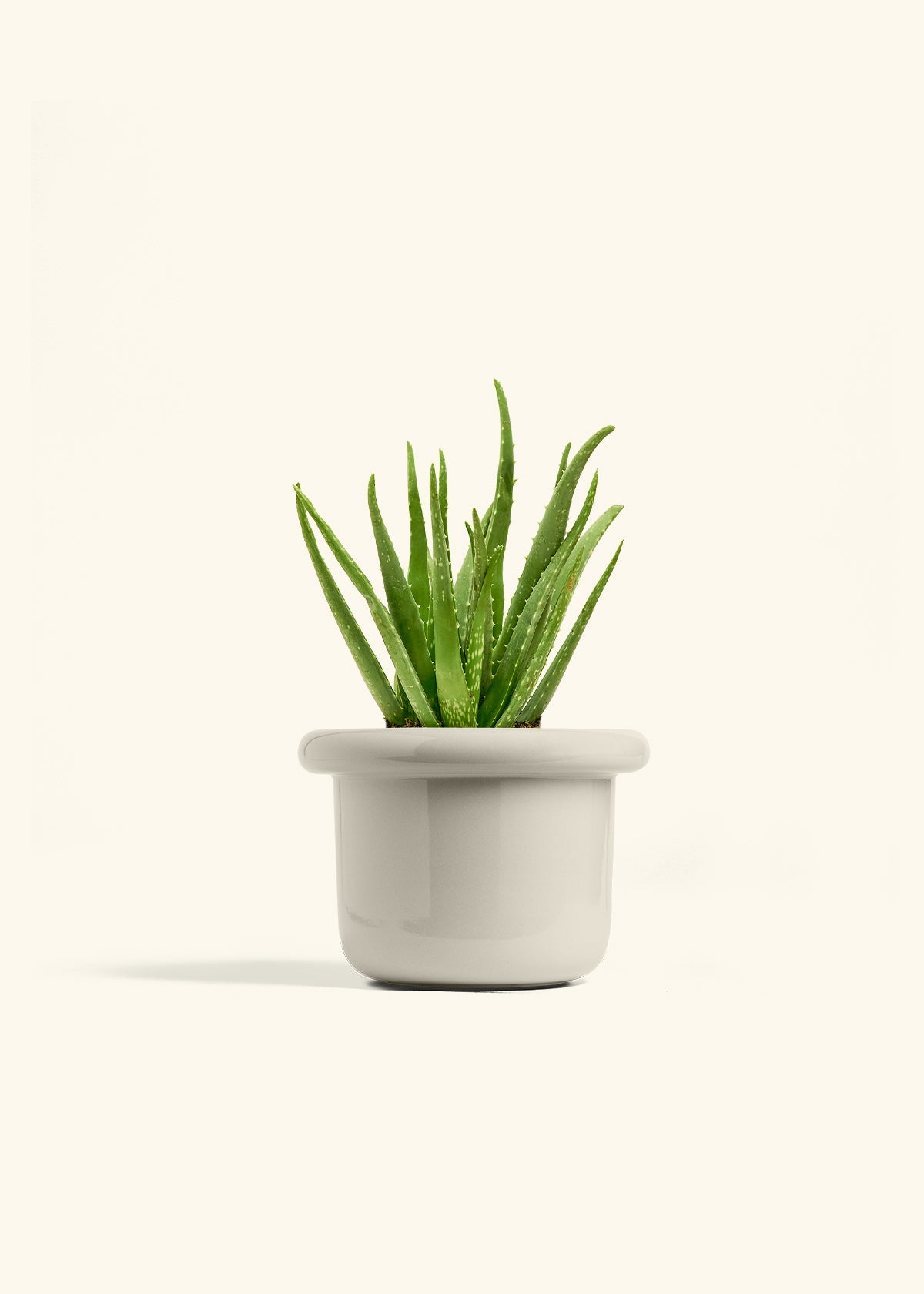 Aloe Vera in a 6 inches Fat Lip Oat Planter 