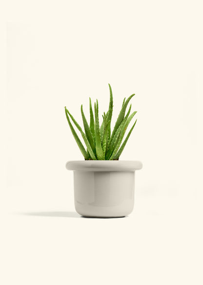 Aloe Vera in a 6 inches Fat Lip Oat Planter 