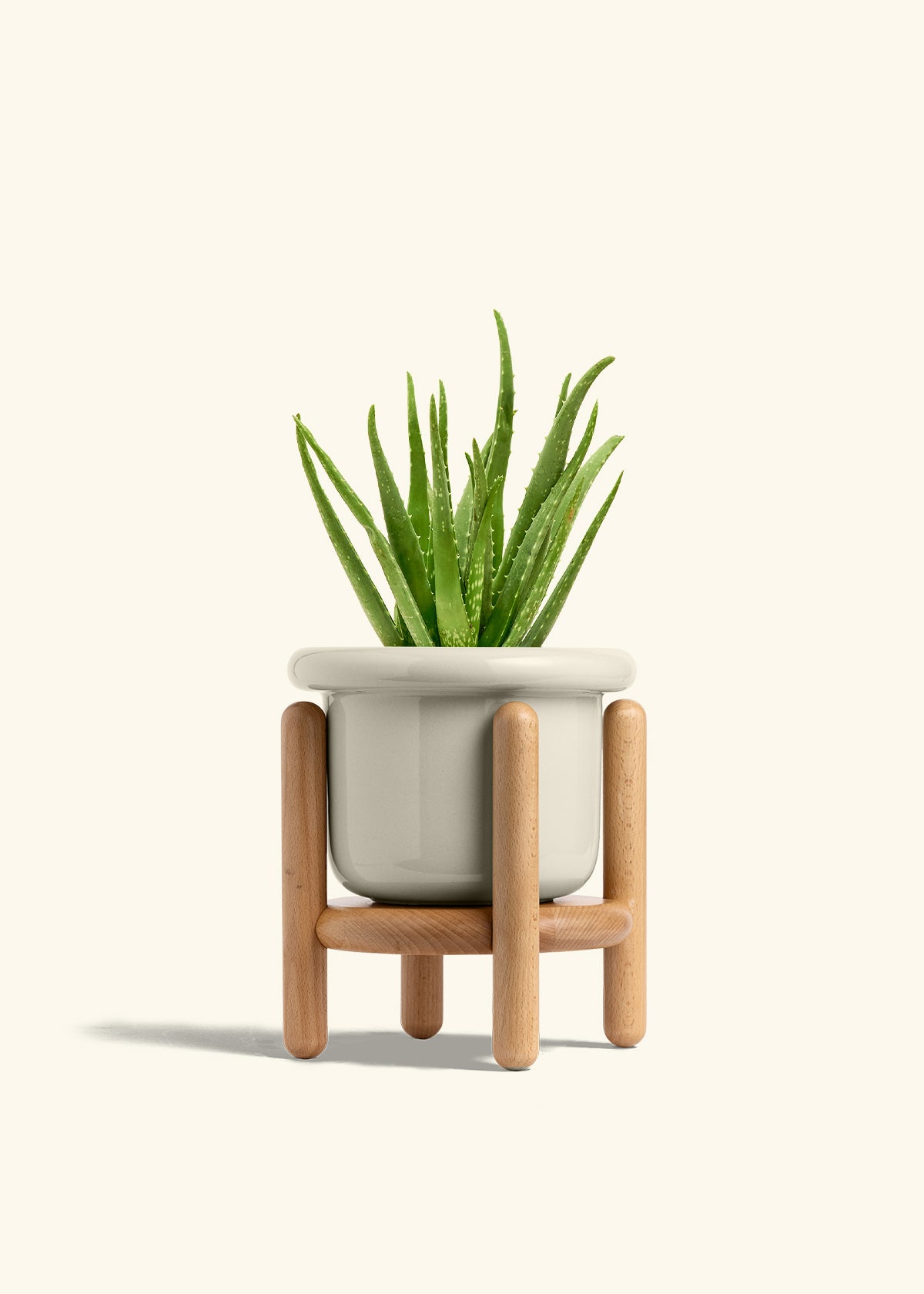 Aloe Vera in a 6 inches Fat Lip Oat Planter in a Beech Wood Stand