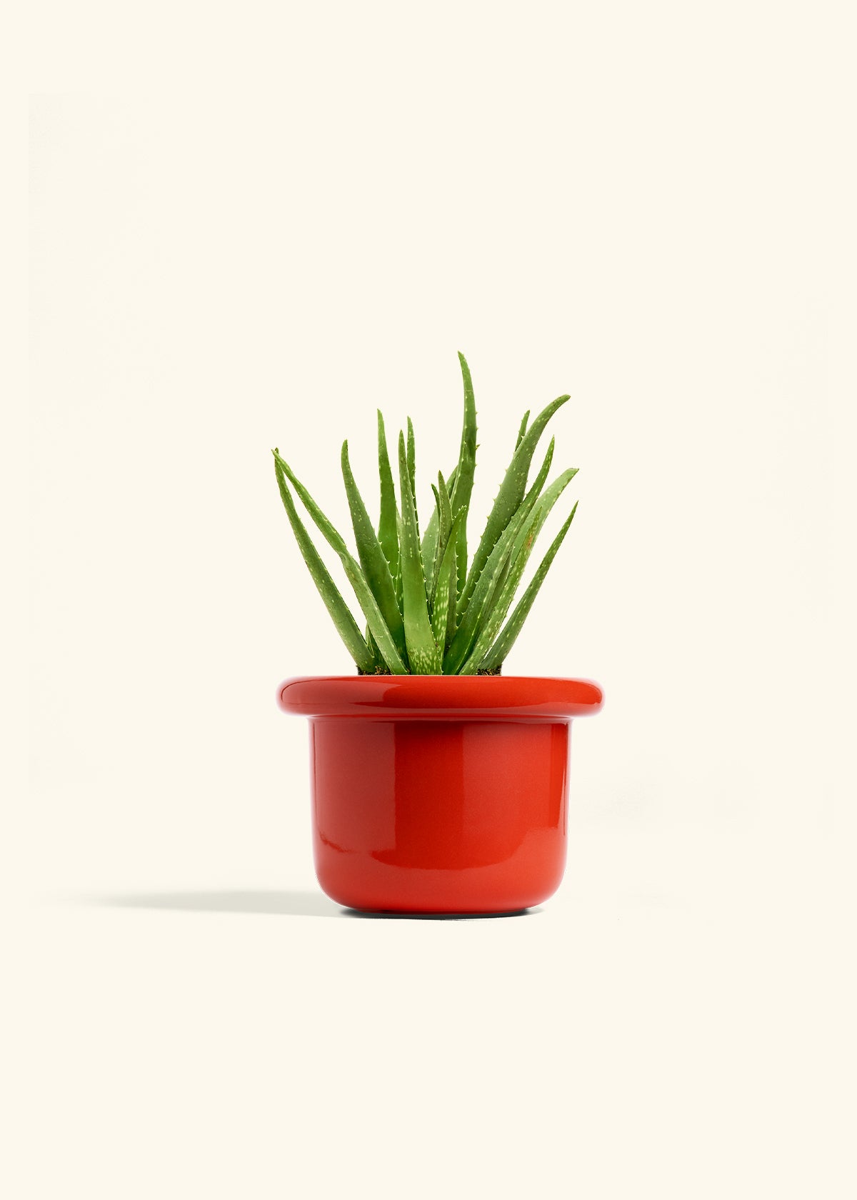 Aloe Vera in a 6 inches Fat Lip Red Planter