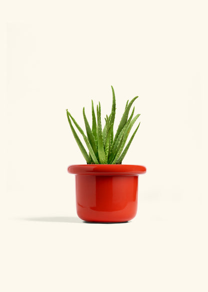 Aloe Vera in a 6 inches Fat Lip Red Planter 