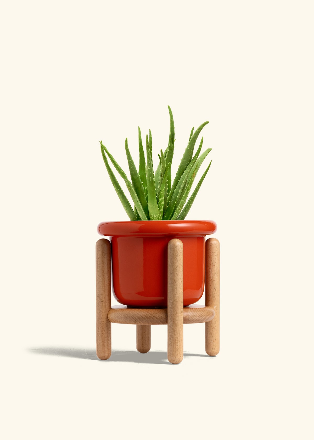 Aloe Vera in a 6 inches Fat Lip Red Planter in a Beech Wood Stand