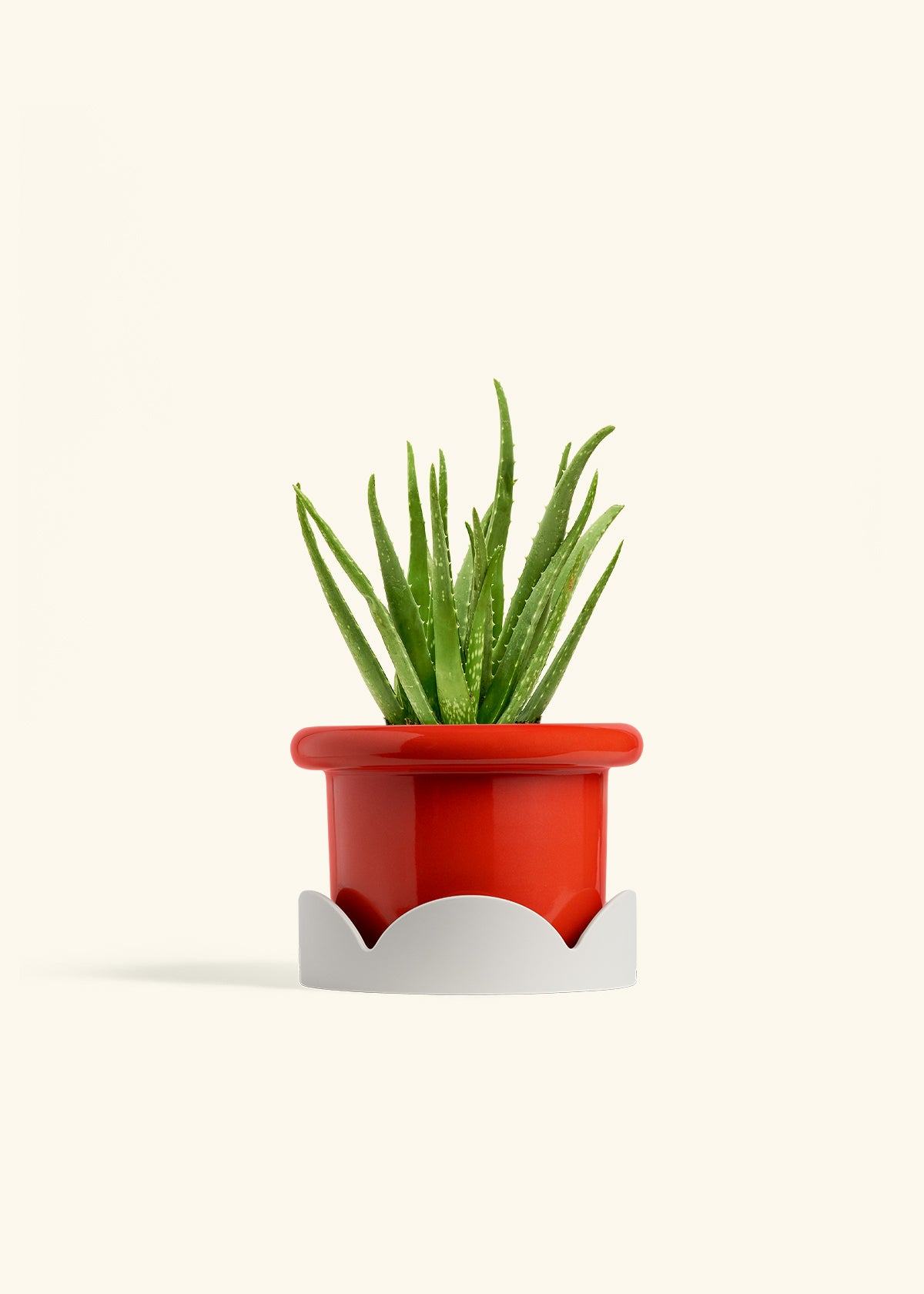 Aloe Vera in a 6 inches Fat Lip Red Planter in a Oat Petal Drip Tray