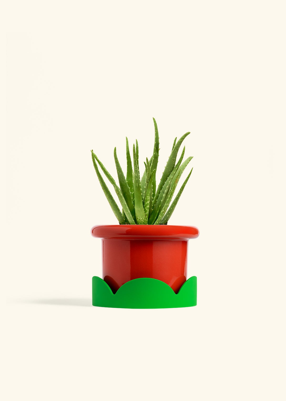 Aloe Vera in a 6 inches Fat Lip Red Planter in a Shamrock Petal Drip Tray
