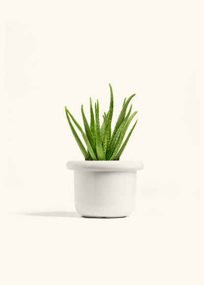 Aloe Vera in a 6 inches Fat Lip White Planter 