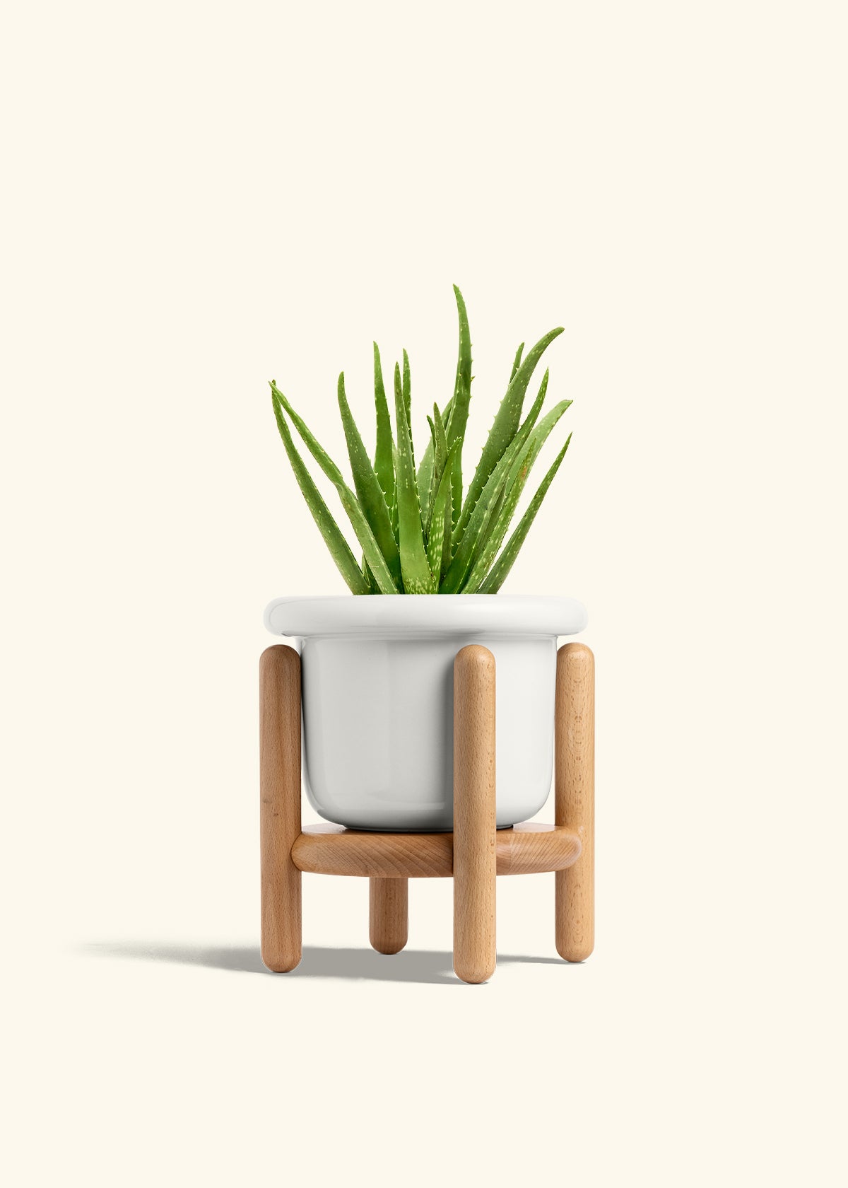 Aloe Vera in a 6 inches Fat Lip White Planter in a Beech Wood Stand