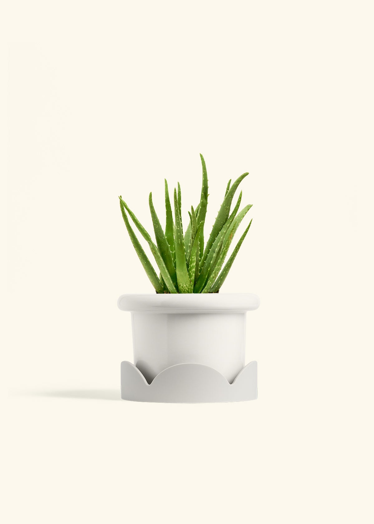 Aloe Vera in a 6 inches Fat Lip White Planter in a Oat Petal Drip Tray