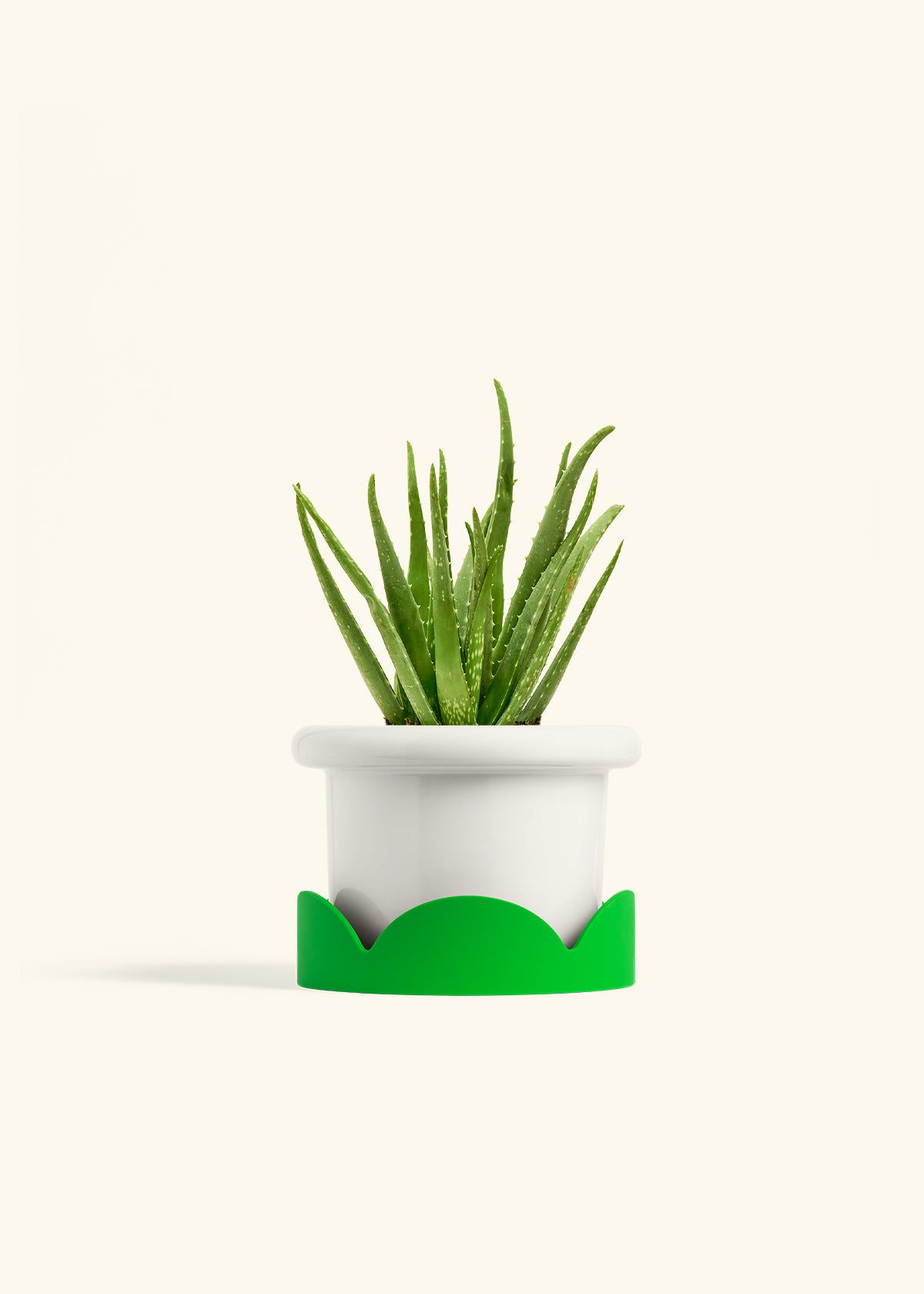 Aloe Vera in a 6 inches Fat Lip White Planter in a Shamrock Petal Drip Tray