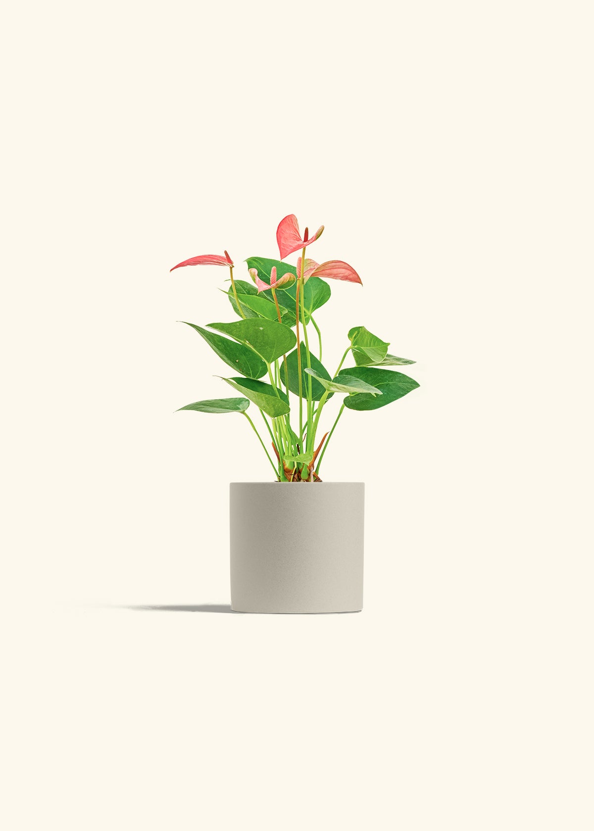 Anthurium Pink Flamingo in a 4 inches Oat Classic Cylinder Planter