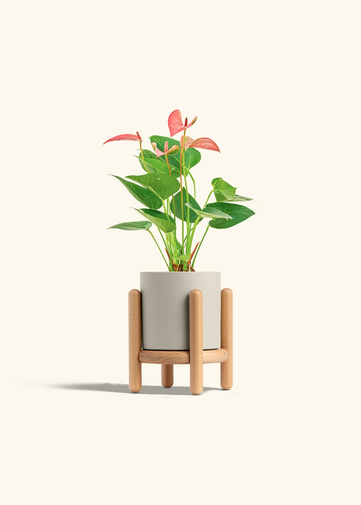 Anthurium Pink Flamingo in a 4 inches Charcoal Classic Cylinder Planter
