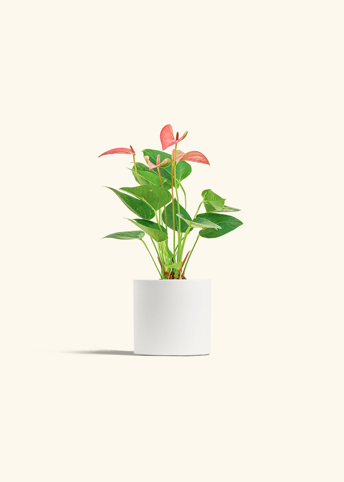 Anthurium Pink Flamingo in a 4 inches White Classic Cylinder Planter