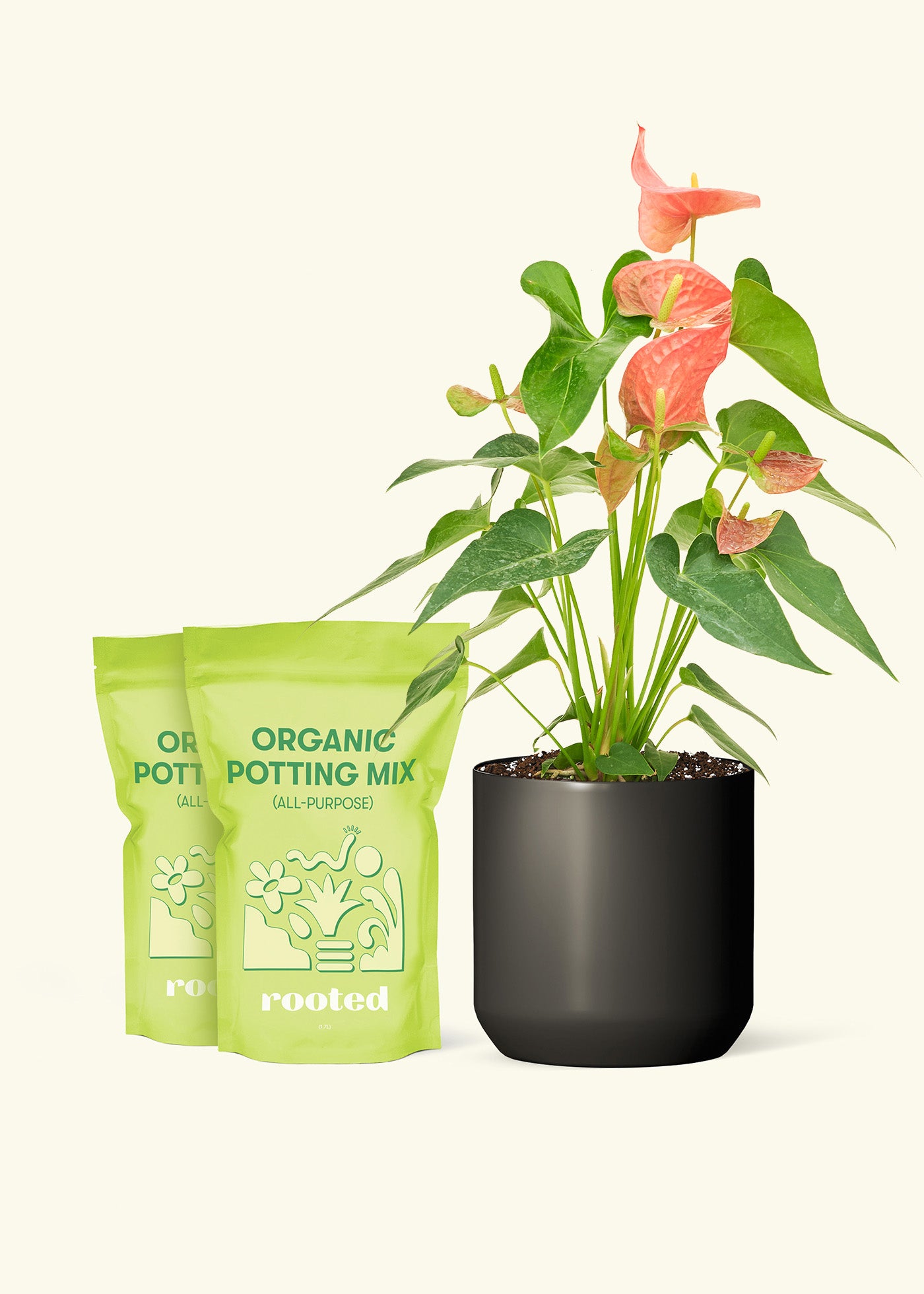 Medium Anthurium 'Pink Flamingo' in a black cylinder pot and 2 bags of soil.