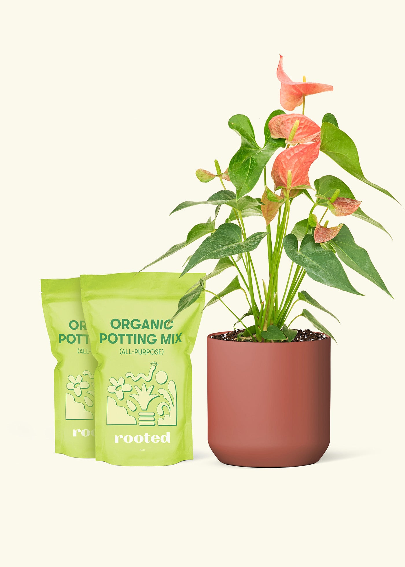 Medium Anthurium 'Pink Flamingo' in a burgundy cylinder pot and 2 bags of soil.
