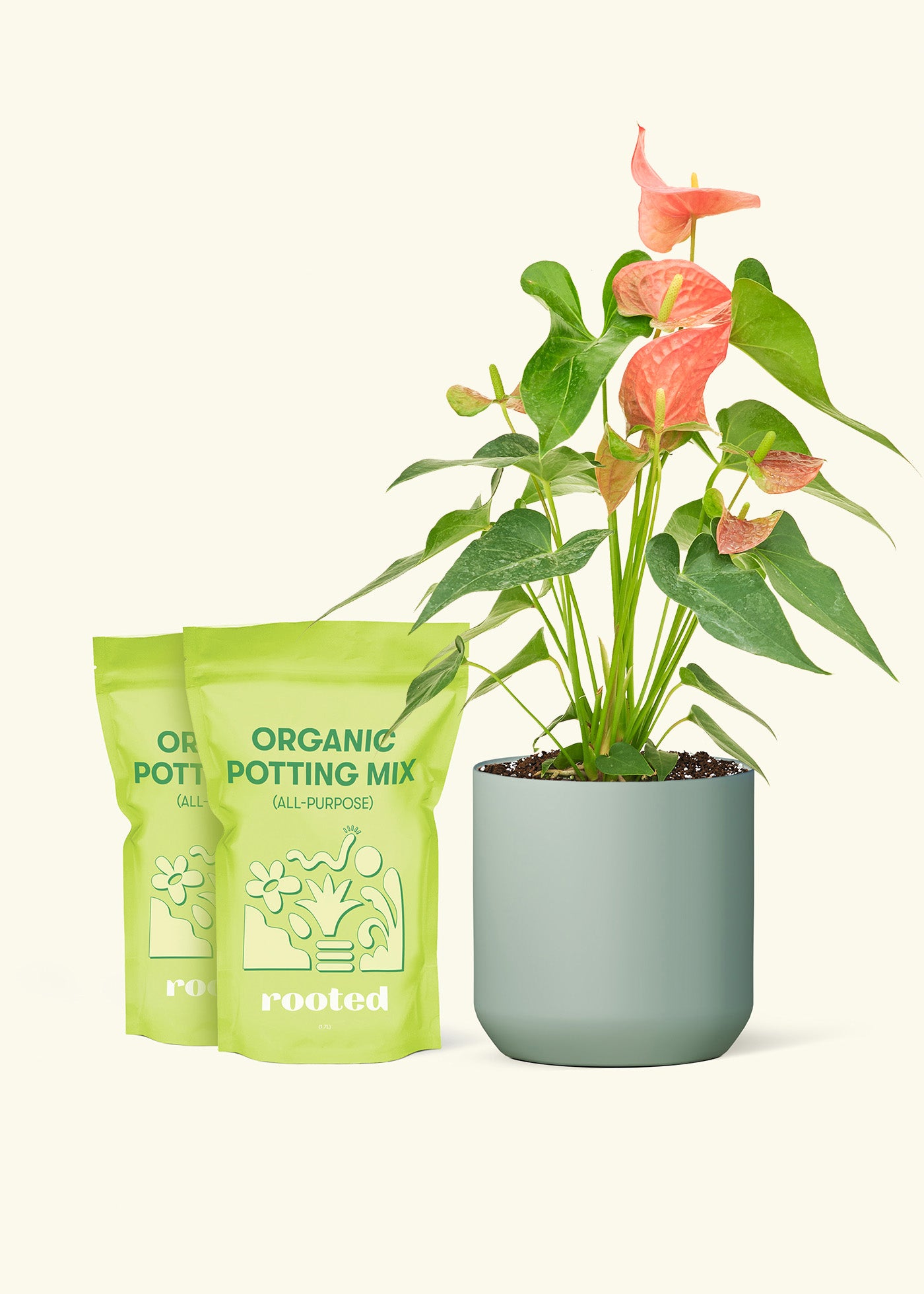 Medium Anthurium 'Pink Flamingo' in a sage cylinder pot and 2 bags of soil.