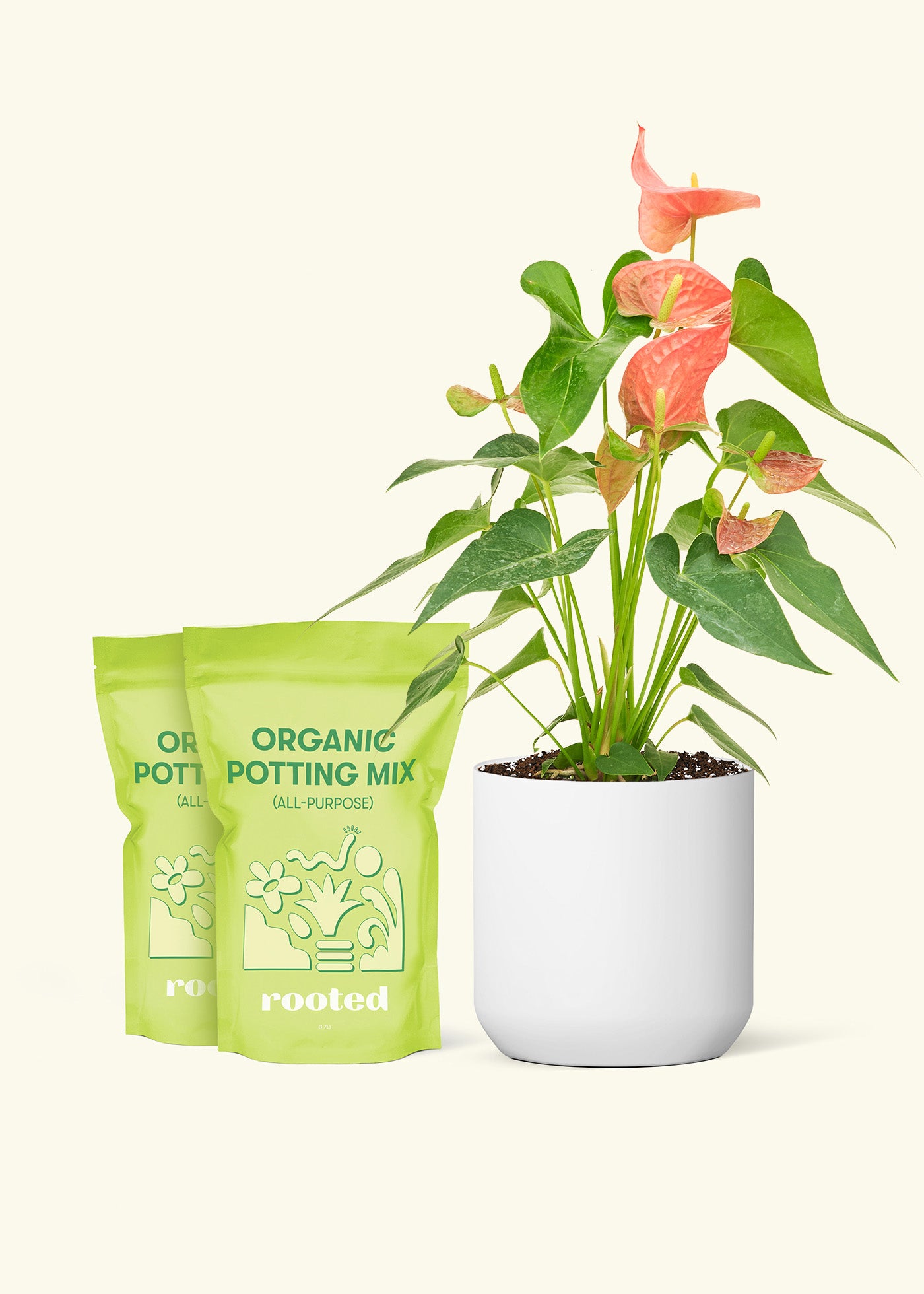 Medium Anthurium 'Pink Flamingo' in a white cylinder pot and 2 bags of soil.
