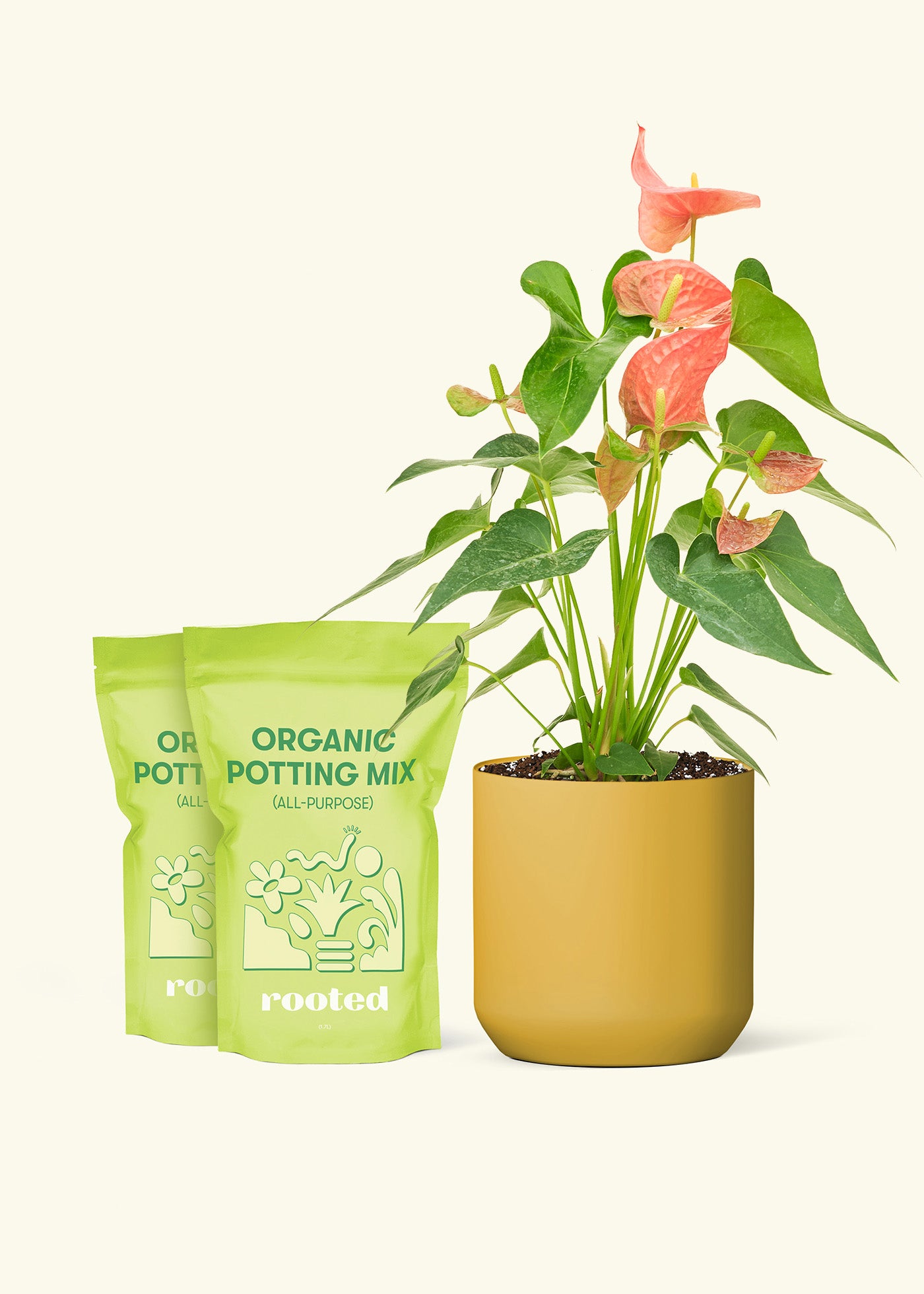 Medium Anthurium 'Pink Flamingo' in a mustard cylinder pot and 2 bags of soil.