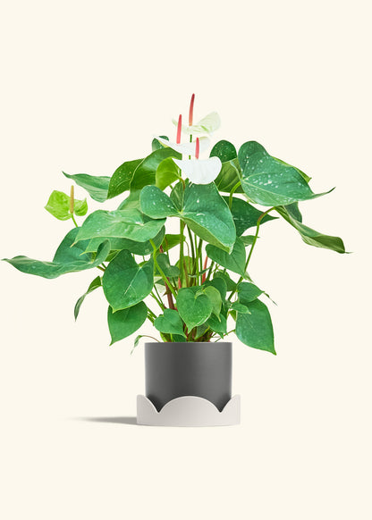 Anthurium White Flamingo in a 6 inches Charcoal Classic Cylinder Planter in a Oat Petal Drip Tray