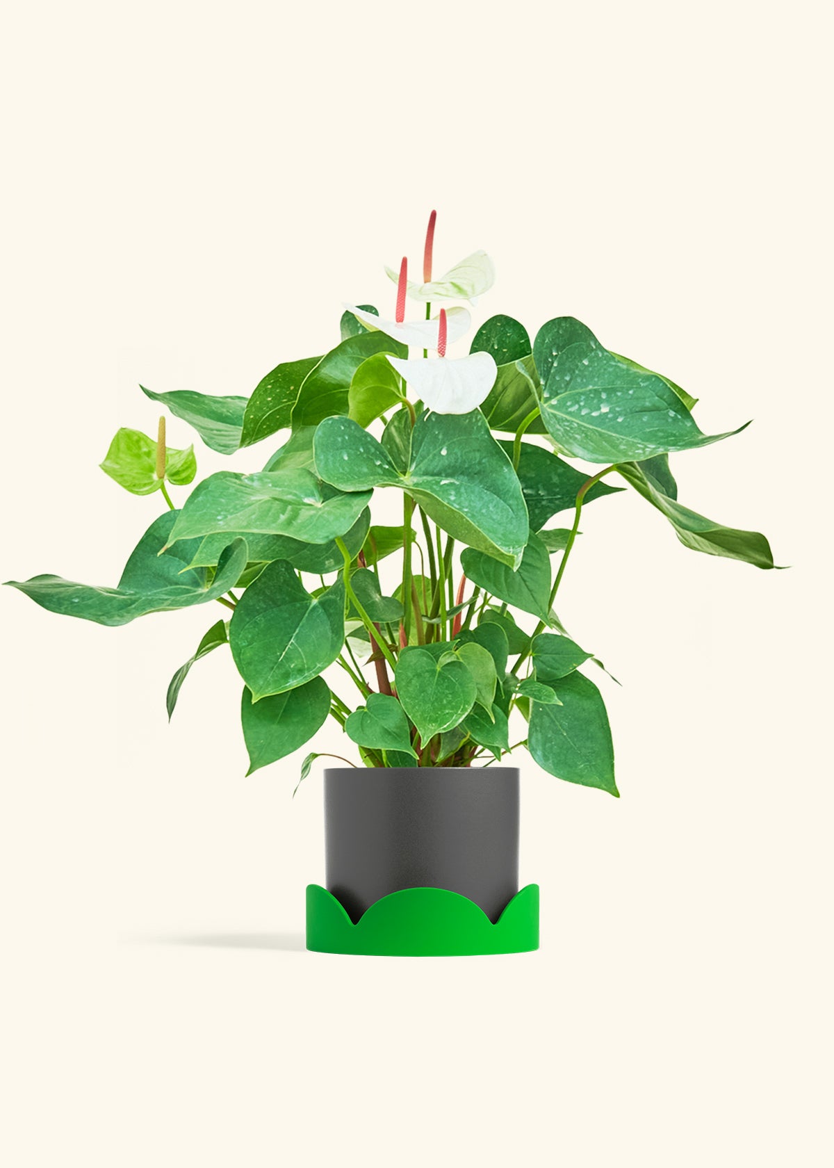 Anthurium White Flamingo in a 6 inches Charcoal Classic Cylinder Planter in a Shamrock Petal Drip Tray