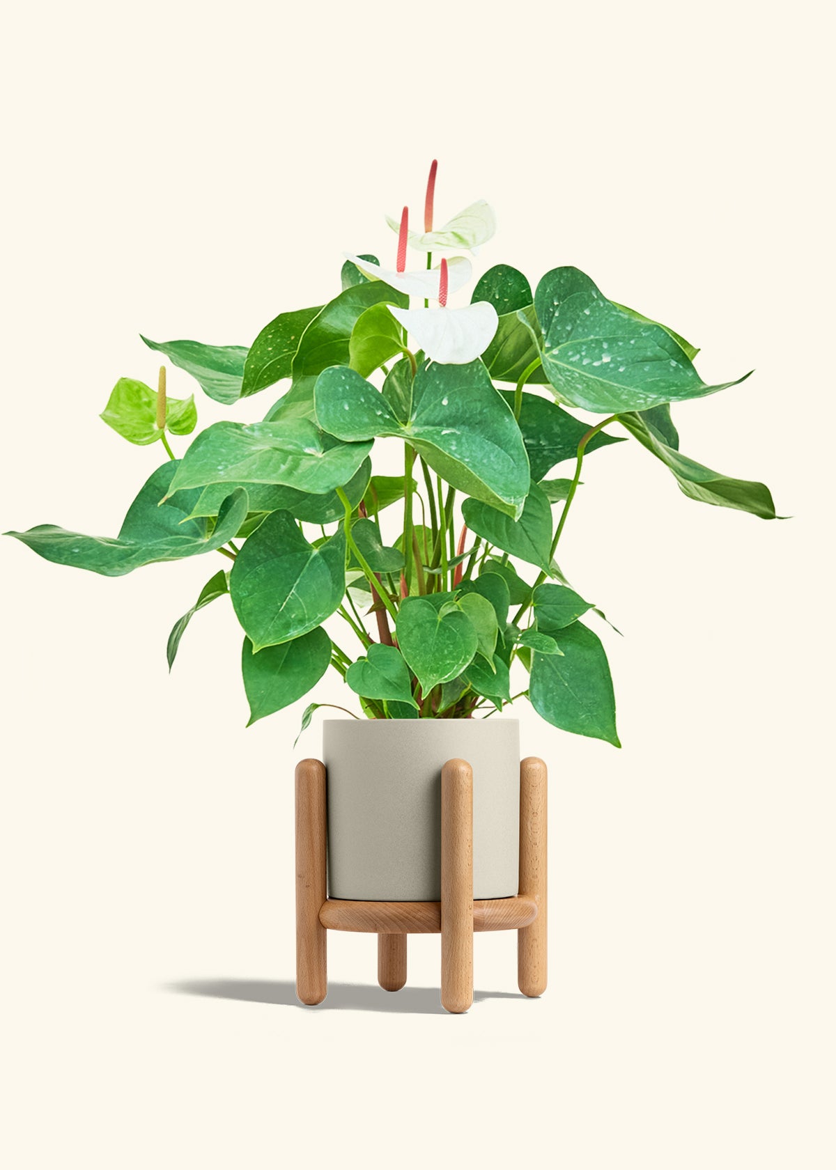 Anthurium White Flamingo in a 6 inches Oat Classic Cylinder Planter in a Beech Wood Stand