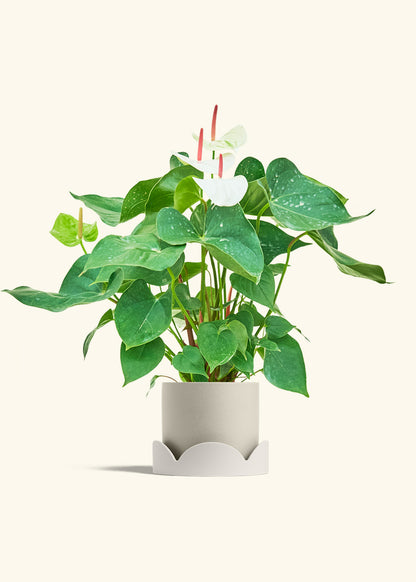 Anthurium White Flamingo in a 6 inches Oat Classic Cylinder Planter in a Oat Petal Drip Tray