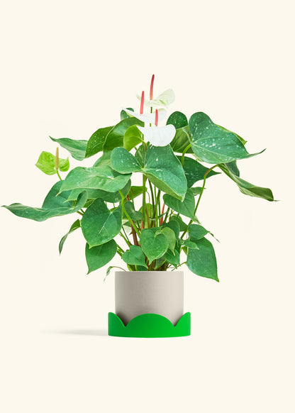 Anthurium White Flamingo in a 6 inches Oat Classic Cylinder Planter in a Shamrock Petal Drip Tray