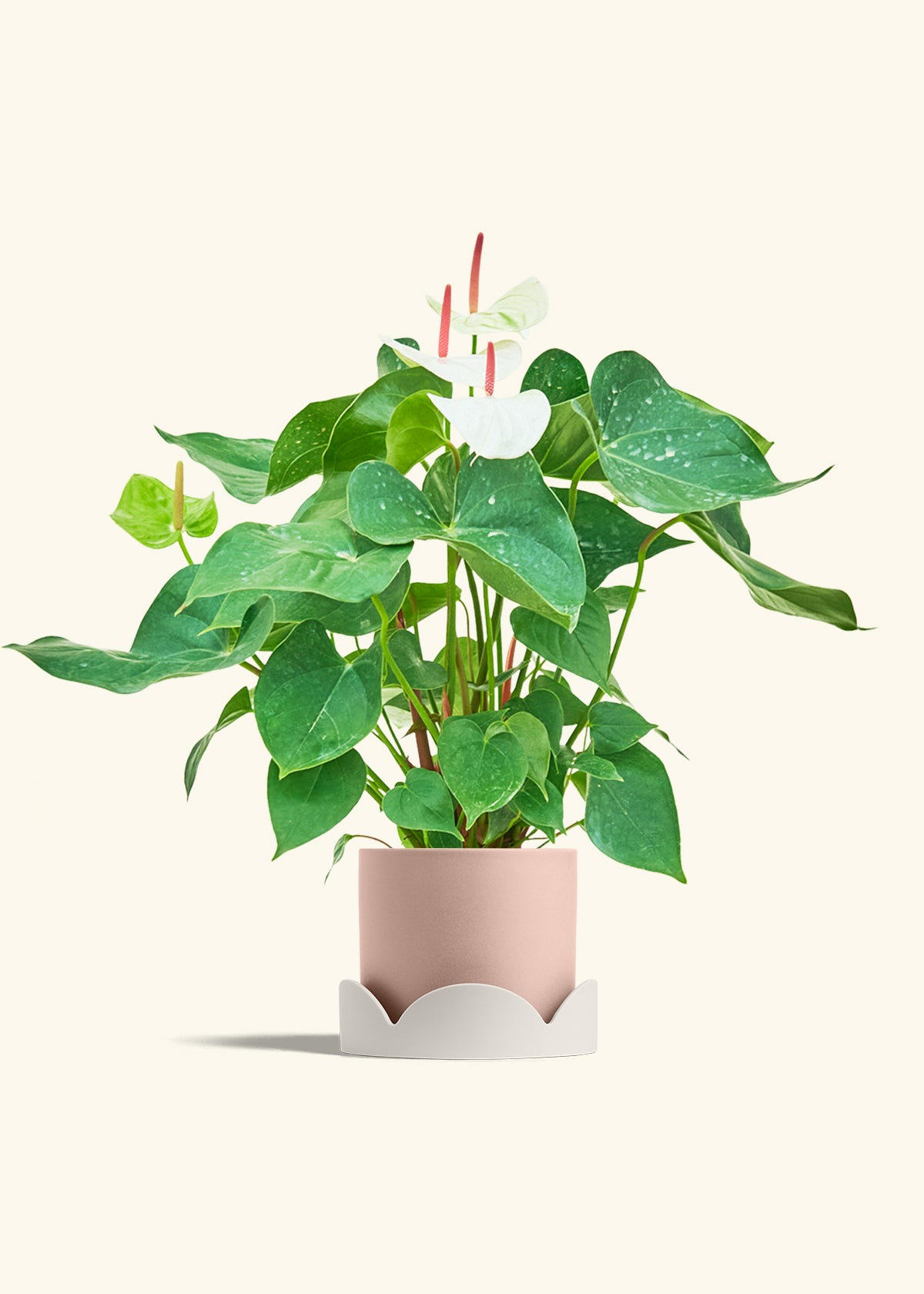 Anthurium White Flamingo in a 6 inches Pink Classic Cylinder Planter in a Oat Petal Drip Tray