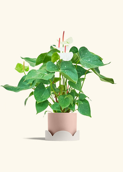 Anthurium White Flamingo in a 6 inches Pink Classic Cylinder Planter in a Oat Petal Drip Tray