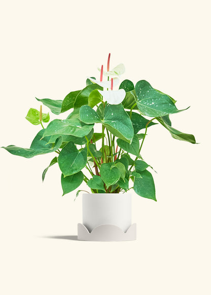 Anthurium White Flamingo in a 6 inches White Classic Cylinder Planter in a Oat Petal Drip Tray