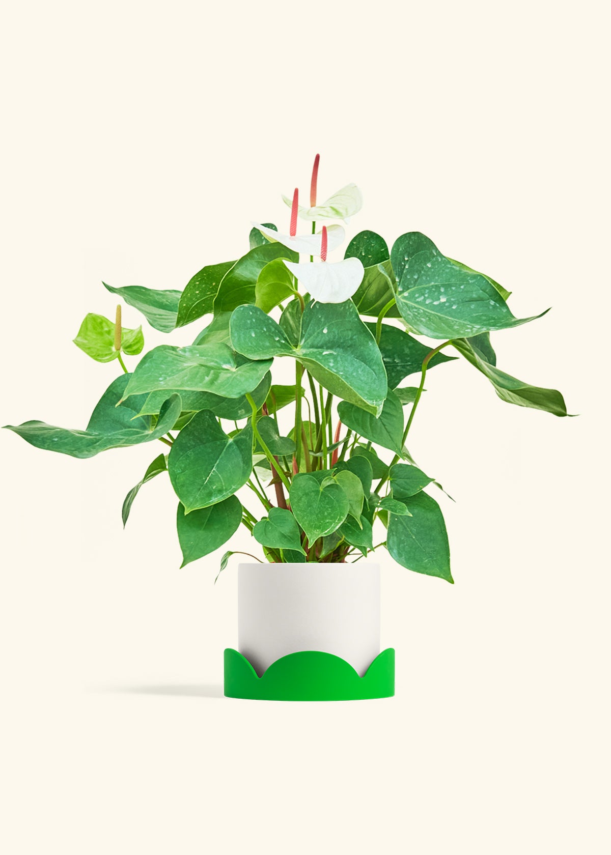 Anthurium White Flamingo in a 6 inches White Classic Cylinder Planter in a Shamrock Petal Drip Tray